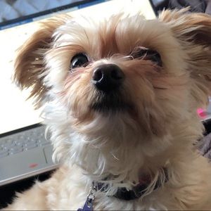 Meet your Posher, Reese